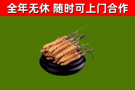 怒江州回收冬虫夏草